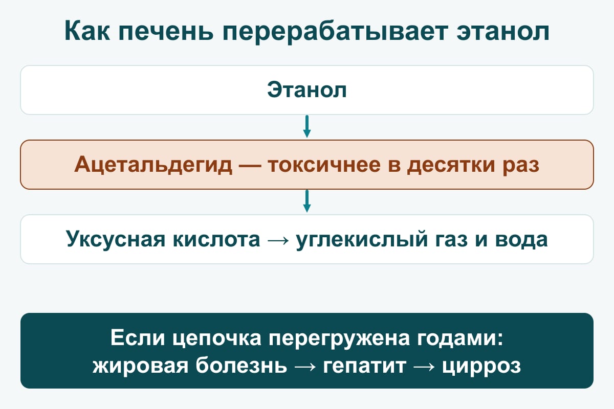Схема: путь этанола в печени — этанол, ацетальдегид (токсичнее в десятки раз), уксусная кислота; внизу ступени поражения
